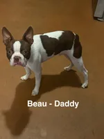 AKC - Ross, a male Boston Terrier for sale in Red Oak, TX – 6 of 7