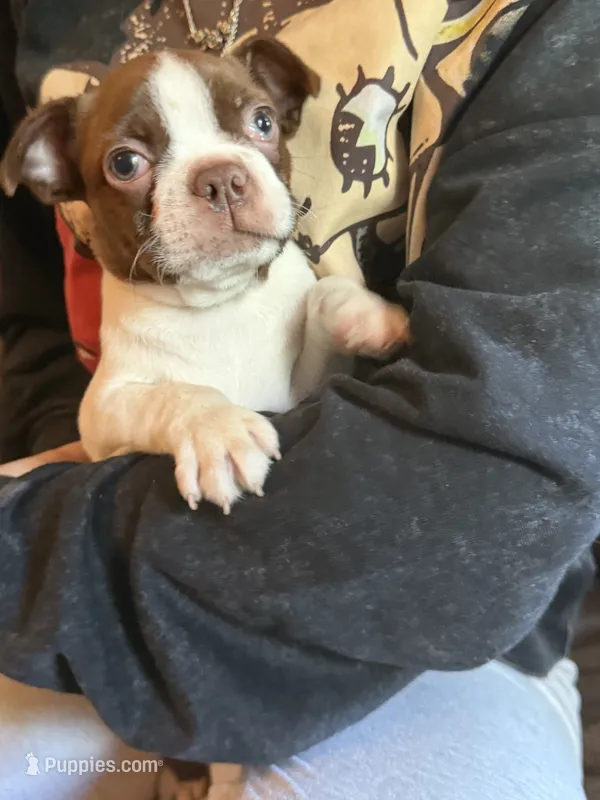 AKC - Ross – Boston Terrier puppy for sale in Red Oak, TX