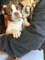 AKC - Ross, a male Boston Terrier for sale in Red Oak, TX – 1 of 7