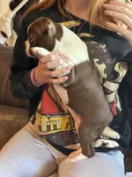 AKC - Phoebe, a female Boston Terrier for sale in Red Oak, TX – 3 of 7