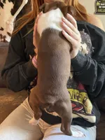 AKC - Phoebe, a female Boston Terrier for sale in Red Oak, TX – 5 of 7