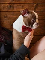 AKC - Ricky, a male Boston Terrier for sale in Red Oak, TX – Photo 5 of 6