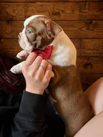 AKC - Ricky, a male Boston Terrier for sale in Red Oak, TX – Photo 2 of 6