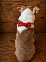 AKC - Ricky, a male Boston Terrier for sale in Red Oak, TX – Photo 3 of 6