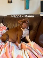 AKC - Ricky, a male Boston Terrier for sale in Red Oak, TX – Photo 4 of 6