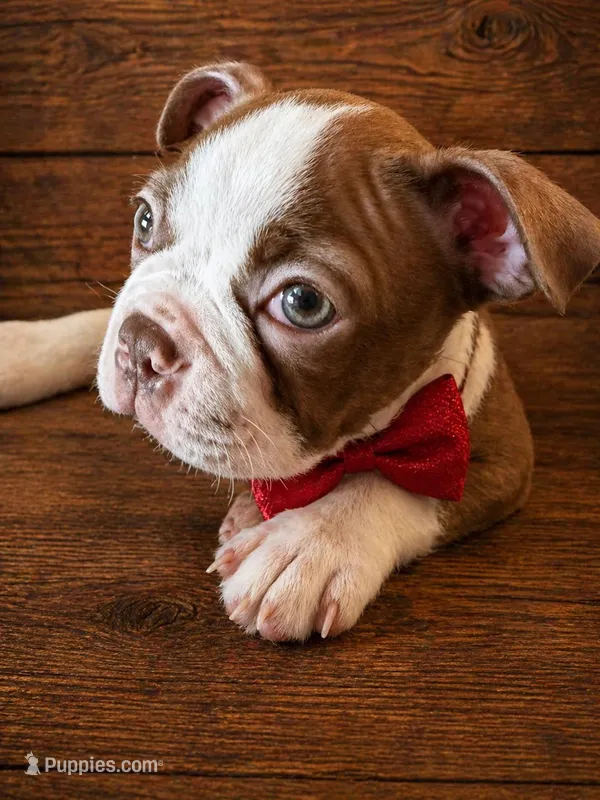 AKC - Ricky – Boston Terrier puppy for sale in Red Oak, TX