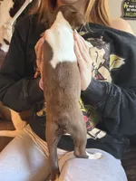 AKC - Ross, a male Boston Terrier for sale in Red Oak, TX – 2 of 7