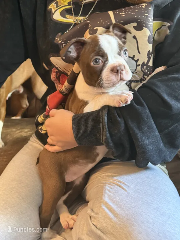 AKC - Rachel – Boston Terrier puppy for sale in Red Oak, TX