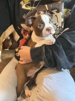 AKC - Rachel, a female Boston Terrier for sale in Red Oak, TX – 1 of 7