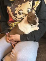 AKC - Ross, a male Boston Terrier for sale in Red Oak, TX – 4 of 7