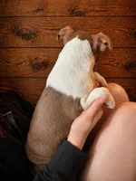 AKC - Lucy, a female Boston Terrier for sale in Red Oak, TX – Photo 5 of 6