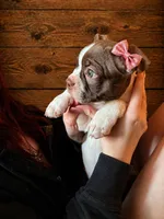 AKC - Lucy, a female Boston Terrier for sale in Red Oak, TX – Photo 2 of 6