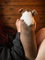 AKC - Lucy, a female Boston Terrier for sale in Red Oak, TX – Photo 3 of 6