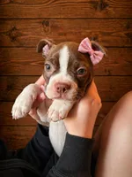 AKC - Lucy, a female Boston Terrier for sale in Red Oak, TX – Photo 1 of 6