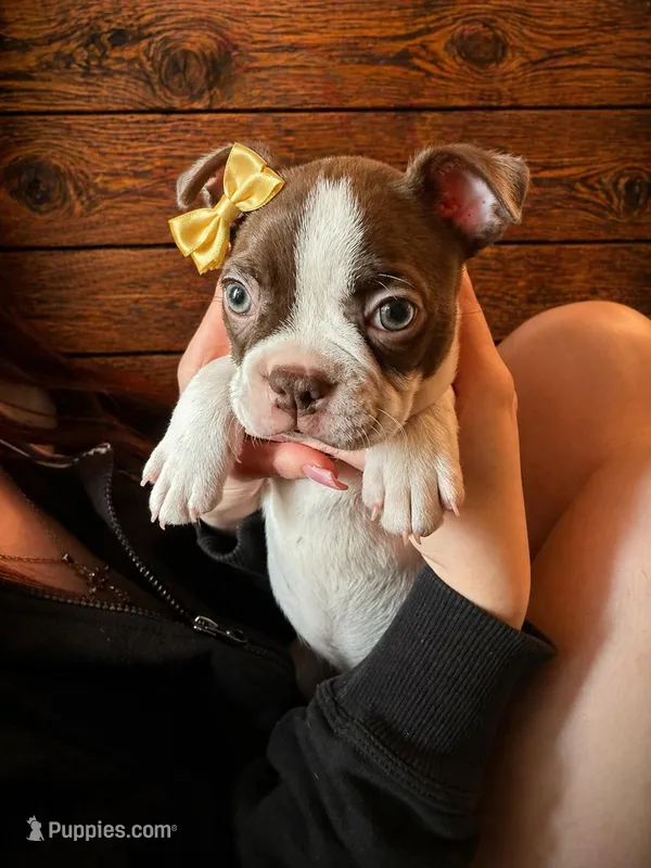 AKC - Ginny – Boston Terrier puppy for sale in Red Oak, TX