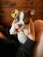 AKC - Ginny, a female Boston Terrier for sale in Red Oak, TX – Photo 1 of 6