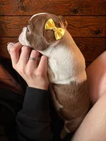 AKC - Ginny, a female Boston Terrier for sale in Red Oak, TX – Photo 2 of 6