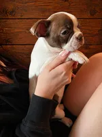 AKC - Ginny, a female Boston Terrier for sale in Red Oak, TX – Photo 4 of 6