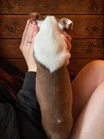 AKC - Ginny, a female Boston Terrier for sale in Red Oak, TX – Photo 3 of 6