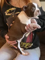 AKC - Phoebe, a female Boston Terrier for sale in Red Oak, TX – 4 of 7
