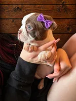 AKC - Georgia, a female Boston Terrier for sale in Red Oak, TX – Photo 2 of 6