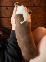 AKC - Georgia, a female Boston Terrier for sale in Red Oak, TX – Photo 3 of 6