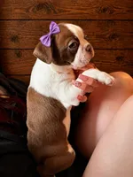 AKC - Georgia, a female Boston Terrier for sale in Red Oak, TX – Photo 4 of 6