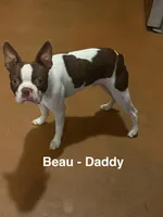 AKC - Georgia, a female Boston Terrier for sale in Red Oak, TX – Photo 6 of 6