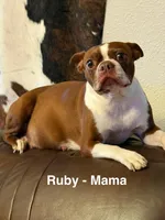 AKC - Georgia, a female Boston Terrier for sale in Red Oak, TX – Photo 5 of 6