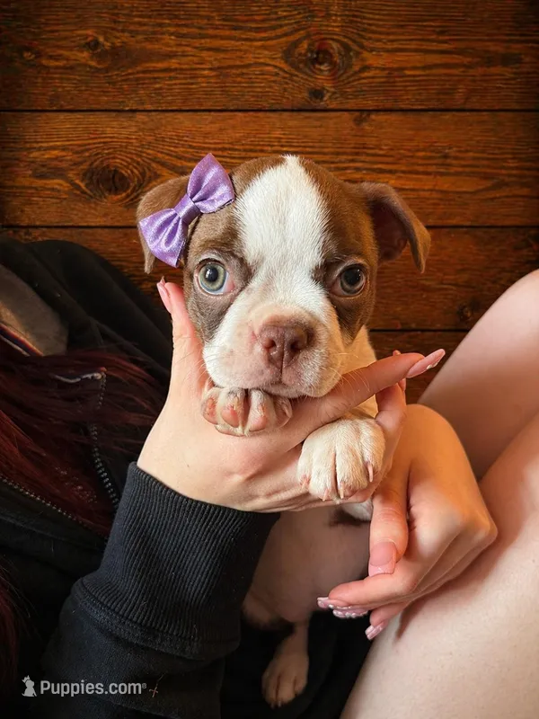 AKC - Georgia – Boston Terrier puppy for sale in Red Oak, TX