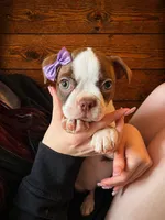 AKC - Georgia, a female Boston Terrier for sale in Red Oak, TX – Photo 1 of 6