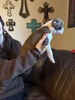 processed/fbb489b0-e552-413c-97b0-bddf9405da61/listing/e8cbfa1f-feb3-4c0d-a771-6ca82ce95bb1/f6fe64ab-e245-4cb0-8879-fe789794bf1a