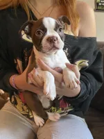 AKC - Rachel, a female Boston Terrier for sale in Red Oak, TX – 3 of 7
