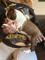 AKC - Rachel, a female Boston Terrier for sale in Red Oak, TX – 2 of 7