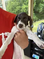 Lily, a female German Shorthaired Pointer for sale in Leicester, NC – 2 of 2
