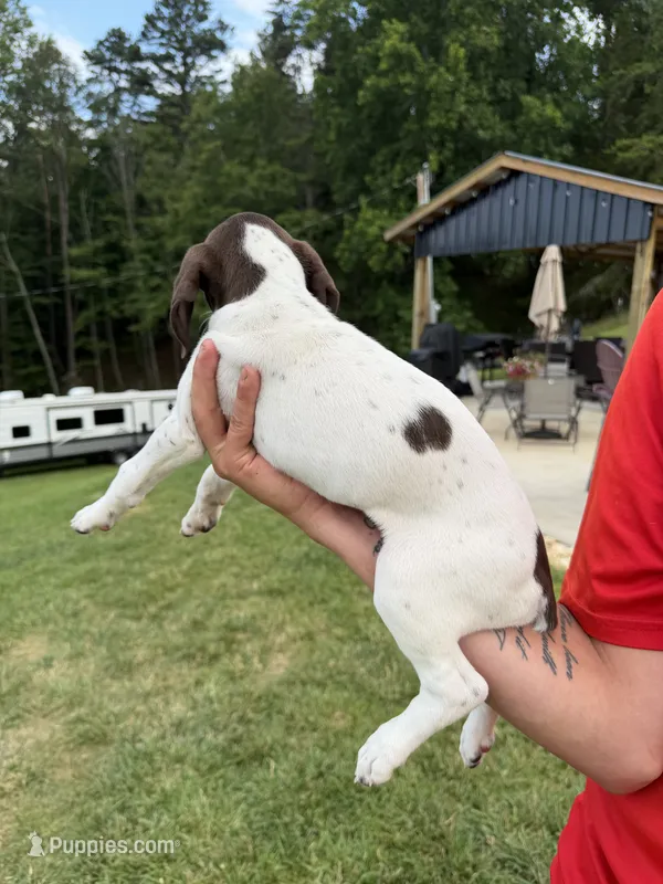 Lily – German Shorthaired Pointer puppy for sale in Leicester, NC