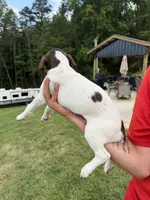 Lily, a female German Shorthaired Pointer for sale in Leicester, NC – 1 of 2