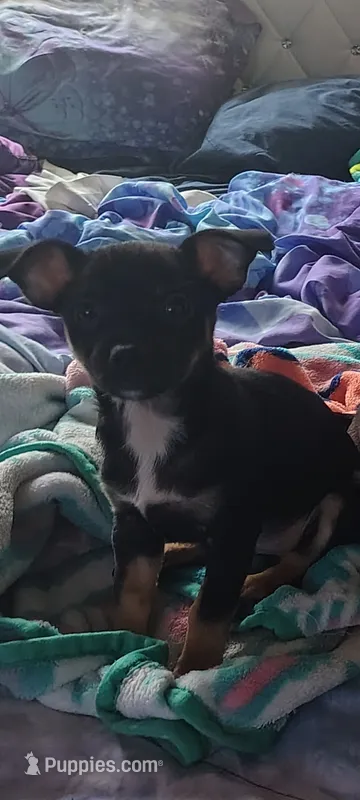Lolita – Chihuahua puppy for sale in Pompano Beach, FL