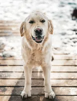 Female puppy available , a female English Cream Golden Retriever for sale in Bloomfield, IA – Photo 9 of 10