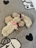 Female puppy available , a female English Cream Golden Retriever for sale in Bloomfield, IA – Photo 3 of 10