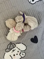 Female puppy available , a female English Cream Golden Retriever for sale in Bloomfield, IA – Photo 2 of 10