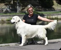 Female puppy available , a female English Cream Golden Retriever for sale in Bloomfield, IA – Photo 5 of 10