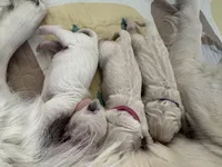 Female puppy available , a female English Cream Golden Retriever for sale in Bloomfield, IA – Photo 4 of 10