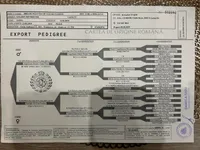 Female puppy available , a female English Cream Golden Retriever for sale in Bloomfield, IA – Photo 7 of 10