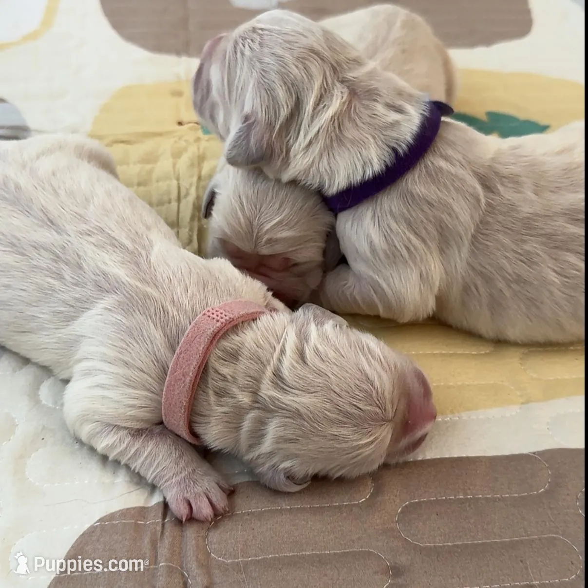 Female puppy available 