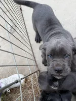 Hercules, a male Cane Corso for sale in Rialto, CA – Photo 4 of 4