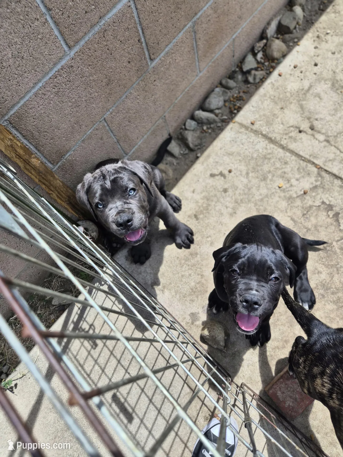 Hercules, a male Cane Corso for sale in Rialto, CA – Photo 2 of 4