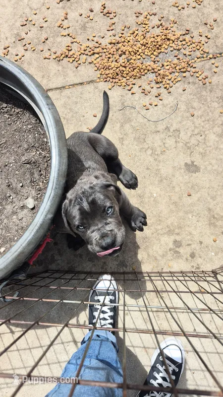 Hercules – Cane Corso puppy for sale in Rialto, CA
