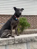 Luna, a female Labrador Retriever for sale in Huntersville, NC – Photo 2 of 3