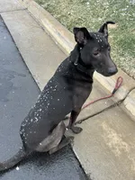 Luna, a female Labrador Retriever for sale in Huntersville, NC – Photo 1 of 3